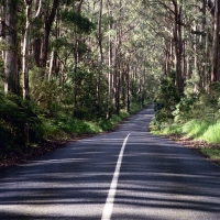 Otway National Park, Australia